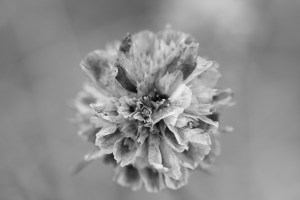 IMG_3895