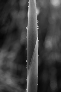 Incandescence