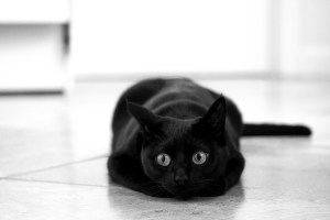 IMG_8235